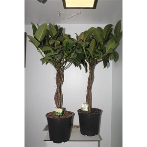 Fic El Melany 3pp Twister