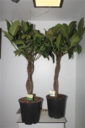 <h4>Fic El Melany 3pp Twister</h4>