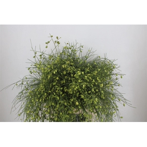 Ginster Berry Green P Bunch