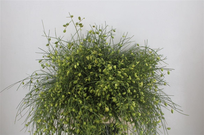 <h4>Ginster Berry Green P Bunch</h4>