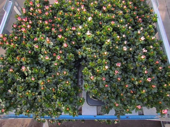 <h4>RHODO SI SACHS MIXK</h4>