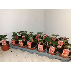 Fragaria ananassa 'Elsanta'