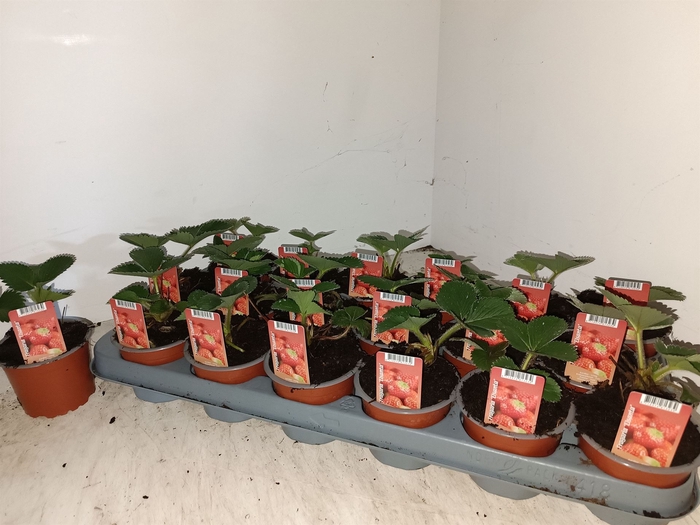 <h4>Fragaria ananassa 'Elsanta'</h4>