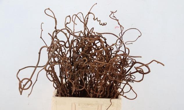 <h4>KIWI TAKKEN</h4>