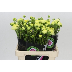 Ranunculus Moderna Limoncello