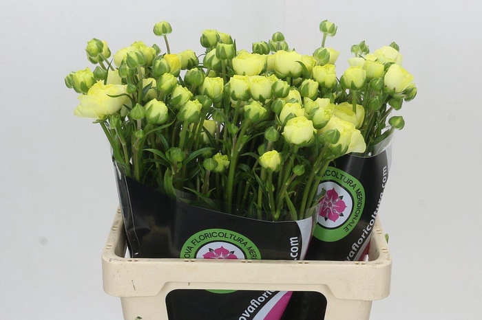 <h4>Ranunculus Moderna Limoncello</h4>
