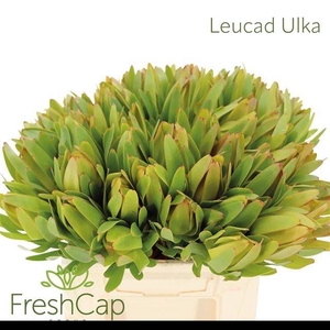 LEUCAD LAUREL YELLOW