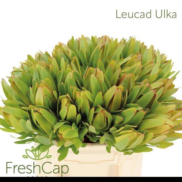 <h4>LEUCAD LAUREL YELLOW</h4>