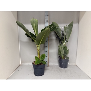 MUSA DWARF CAVENDISH