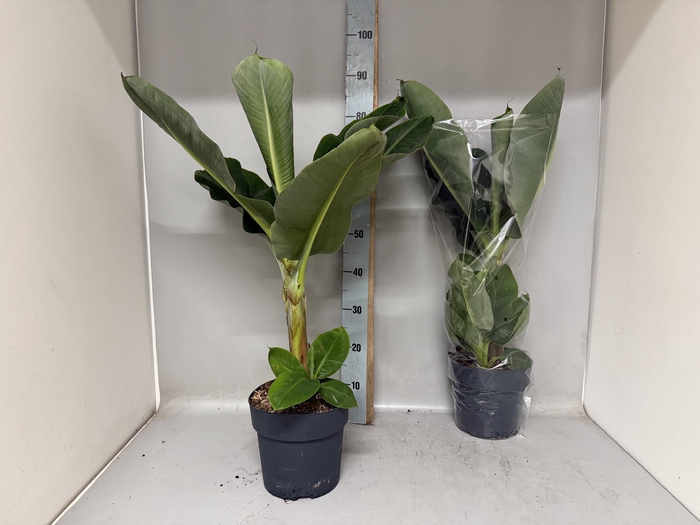 <h4>MUSA DWARF CAVENDISH</h4>
