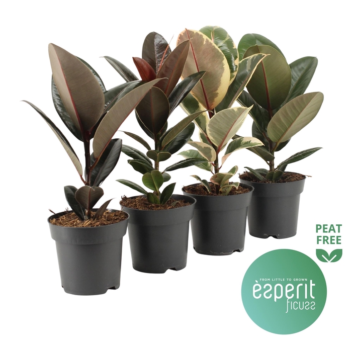 <h4>Ficus elastica Mix 3-4 srt.</h4>