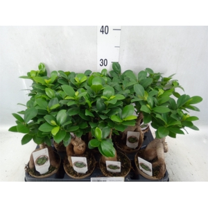 Ficus microcarpa 'Ginseng'