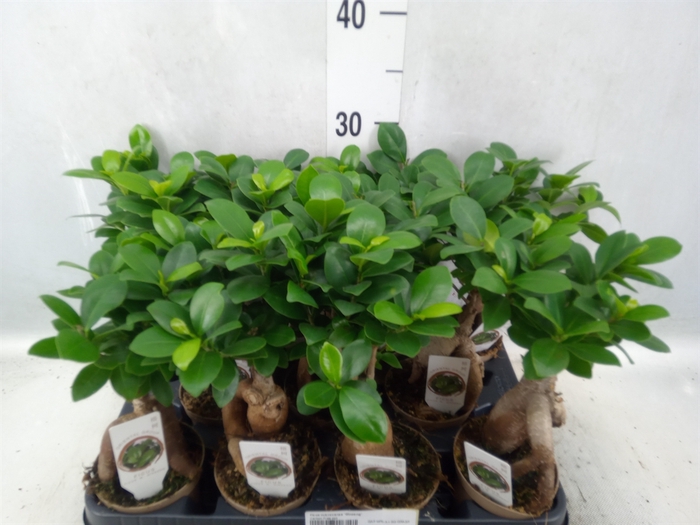 Ficus microcarpa 'Ginseng'