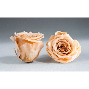 Rose stab. XL Cha-01
