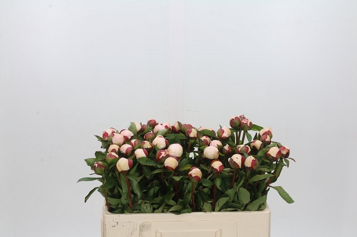<h4>Paeonia Immaculee</h4>