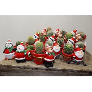 arr8 Cactus Gem In Mix Keramiek