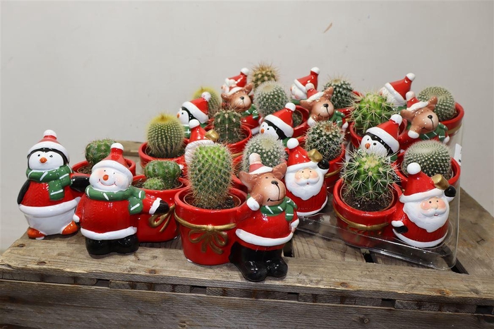 <h4>Cactus Gem In Mix Keramiek</h4>