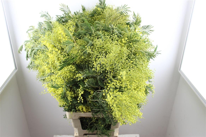 <h4>Mimosa Long P Stem</h4>