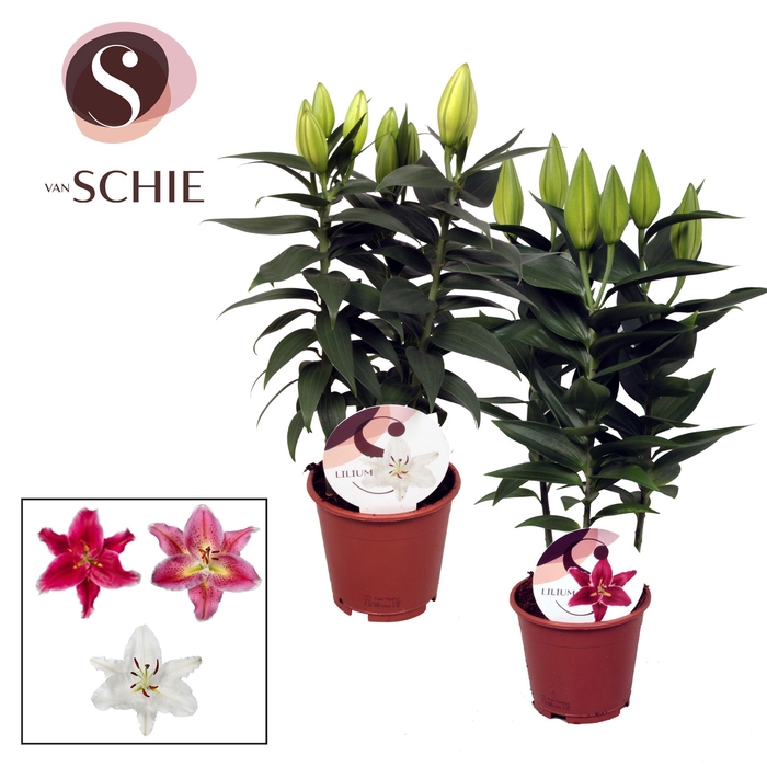 <h4>Lilium Oriental Mix 13cm</h4>