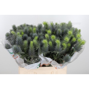 Eryn Pacifi Blue Sky