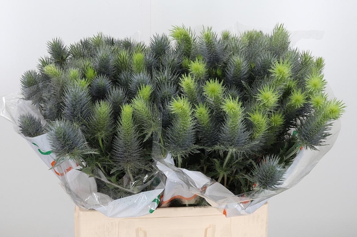 <h4>Eryn Pacifi Blue Sky</h4>