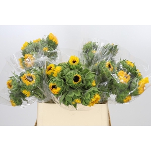 Helianthus Orange Fire