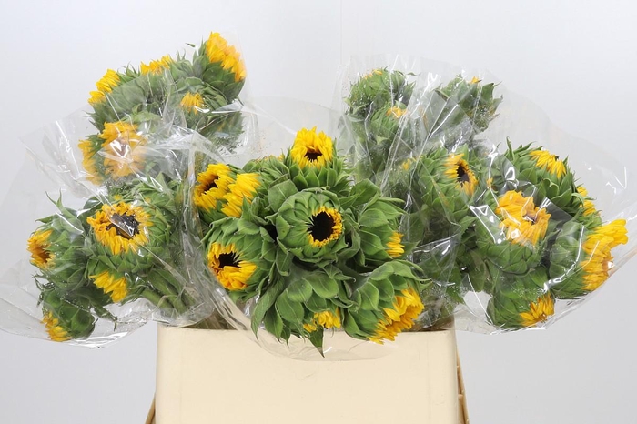 <h4>Helianthus Orange Fire</h4>