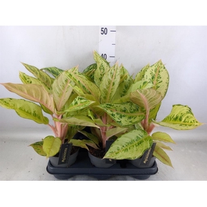 Aglaonema   ...