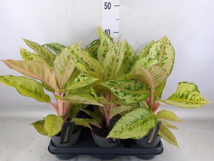 <h4>Aglaonema   ...</h4>