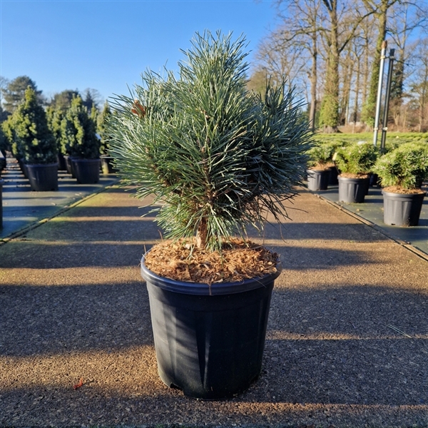 <h4>Pinus sylvestris 'Chantry Blue'</h4>