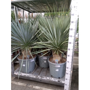 Yucca rostrata