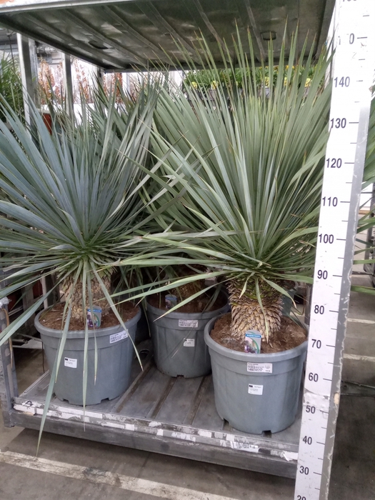 <h4>Yucca rostrata</h4>