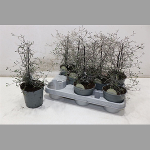 Corokia Cotoneaster
