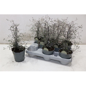 Corokia Cotoneaster