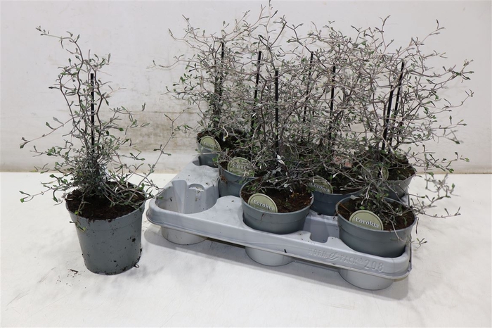 <h4>Corokia Cotoneaster</h4>