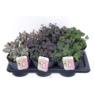 Sedum telephium mix