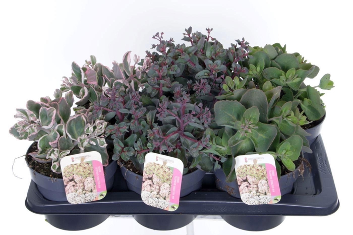 <h4>Sedum telephium mix</h4>