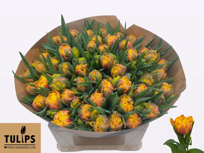 <h4>TU DU SPAIN</h4>