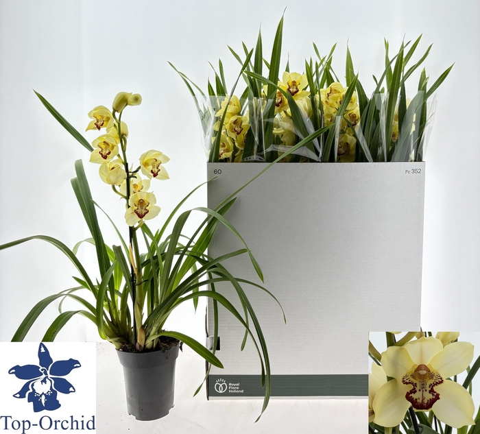 <h4>CYMB OVERIG</h4>