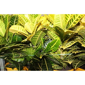 CROTON CANARINHO P24