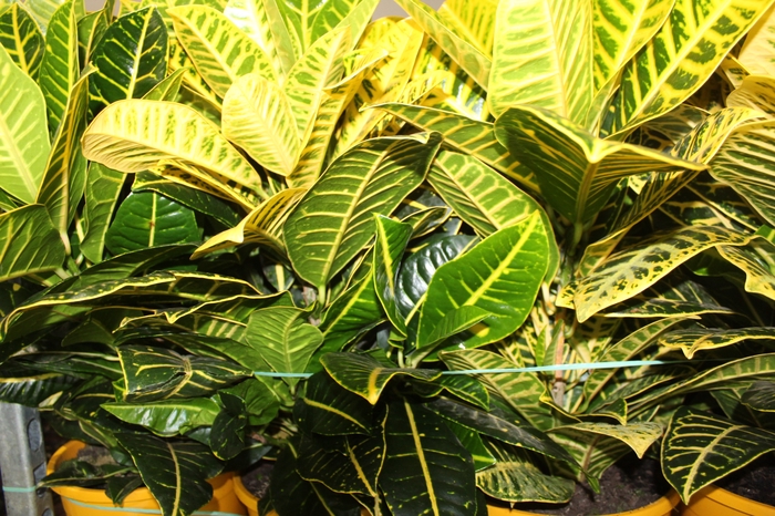 <h4>CROTON CANARINHO P24</h4>