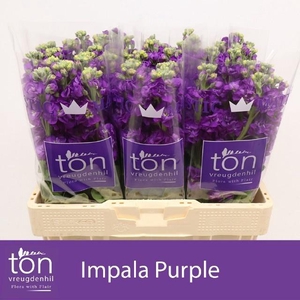 MATTH IMPALA PURPLE