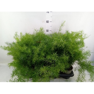 Asparagus dens. 'Sprengeri'