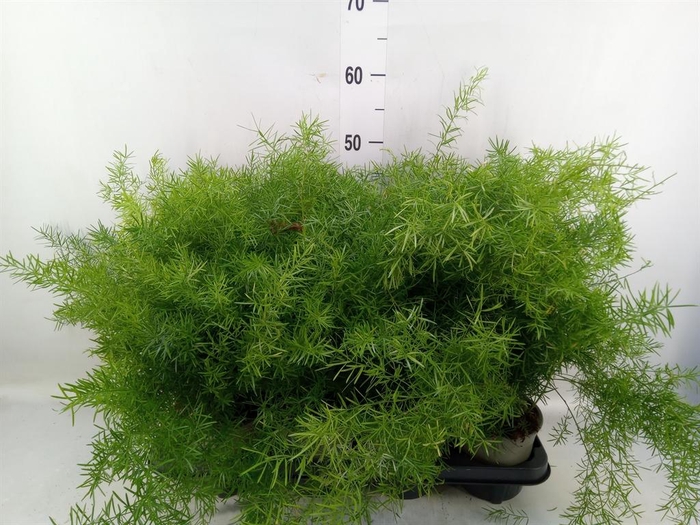 <h4>Asparagus dens. 'Sprengeri'</h4>