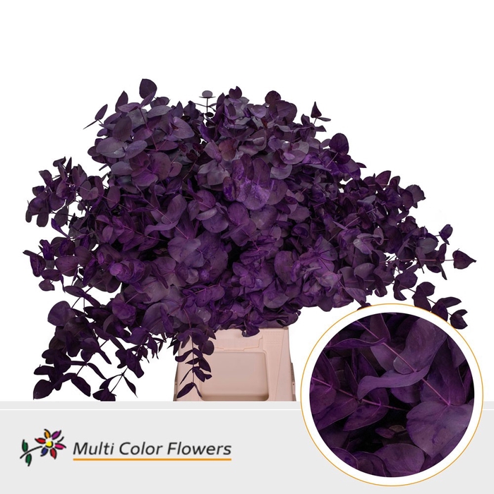 <h4>Eucalyptus cinerea Frost Lila Donker</h4>