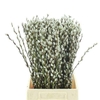 Salix Ca Snow Flake