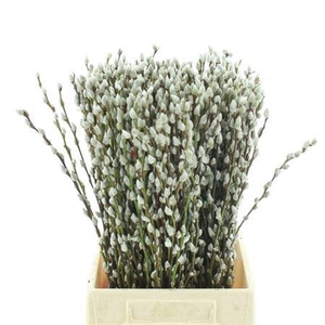 Salix Ca Snow Flake