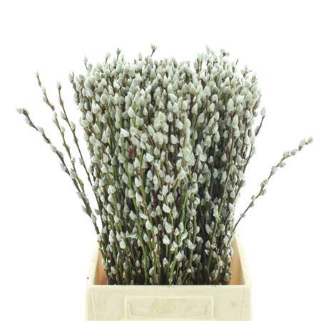 <h4>Salix Ca Snow Flake</h4>