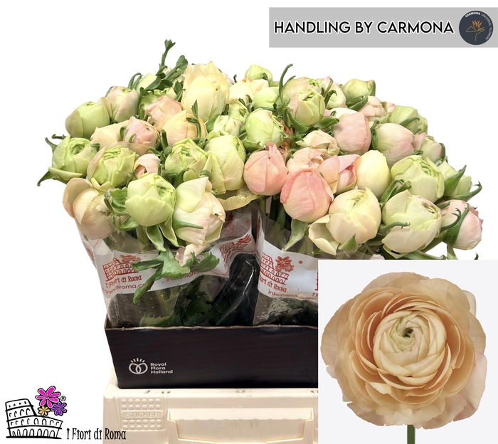 <h4>RAN SU GRAND PASTEL</h4>