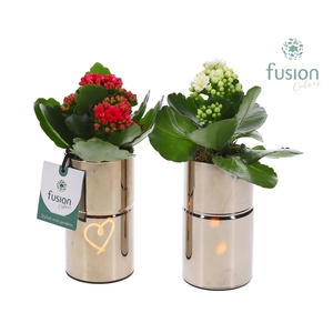 LED Glas tube planter met Kalanchoe